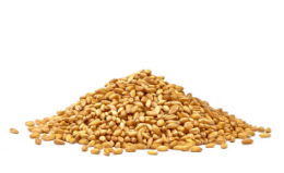 Interpro Wheat
